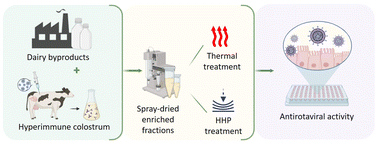 Graphical abstract: Antirotaviral activity of dairy byproducts enriched in fractions from hyperimmune bovine colostrum: the effect of thermal and high hydrostatic pressure treatments