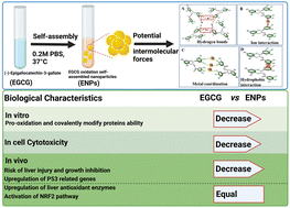 Graphical abstract: Formation of EGCG oxidation self-assembled nanoparticles and their antioxidant activity in vitro and hepatic REDOX regulation activity in vivo