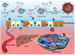Graphical abstract: Orally administered dual-targeted astaxanthin nanoparticles as novel dietary supplements for alleviating hepatocyte oxidative stress