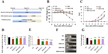 Graphical abstract: The antioxidant strain Lactiplantibacillus plantarum AS21 and Clostridium butyricum ameliorate DSS-induced colitis in mice by remodeling the assembly of intestinal microbiota and improving gut functions