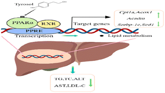 Graphical abstract: Tyrosol regulates hepatic lipid metabolism in high-fat diet-induced NAFLD mice