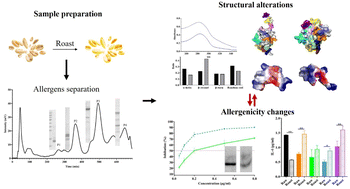 Graphical abstract: The structure and potential allergenicity of peanut allergen monomers after roasting