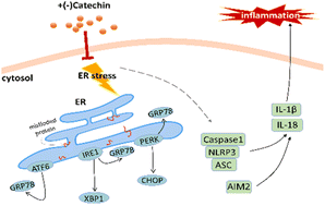 Graphical abstract: (+)-Catechin ameliorates diabetic nephropathy injury by inhibiting endoplasmic reticulum stress-related NLRP3-mediated inflammation