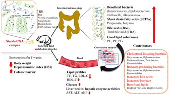 Graphical abstract: Extrusion and chlorogenic acid treatment increase the ordered structure and resistant starch levels in rice starch with amelioration of gut lipid metabolism in obese rats