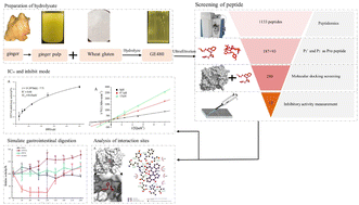 Graphical abstract: Identification, rapid screening, docking mechanism and in vitro digestion stability of novel DPP-4 inhibitory peptides from wheat gluten with ginger protease