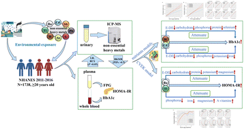 Graphical abstract: Joint associations among non-essential heavy metal mixtures and nutritional factors on glucose metabolism indexes in US adults: evidence from the NHANES 2011–2016