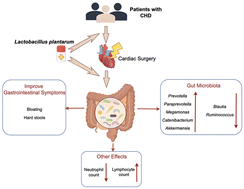 Graphical abstract: Lactobacillus plantarum 24-7 improves postoperative bloating and hard stools by modulating intestinal microbiota in patients with congenital heart disease: a randomized controlled trial