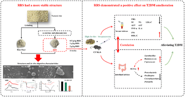Graphical abstract: Physiochemical characterization and ameliorative effect of rice resistant starch modified by heat-stable α-amylase and glucoamylase on the gut microbial community in T2DM mice