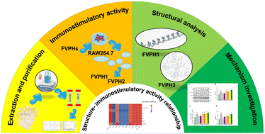 Graphical abstract: Structure and immunostimulatory activity studies on two novel Flammulina velutipes polysaccharides: revealing potential impacts of →6)-α-d-Glcp(1→ on the TLR-4/MyD88/NF-κB pathway