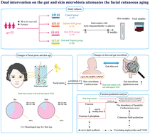Graphical abstract: Dual intervention on the gut and skin microbiota attenuates facial cutaneous aging