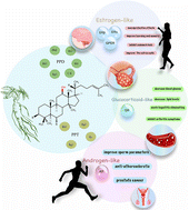 Graphical abstract: Ginsenoside – a promising natural active ingredient with steroidal hormone activity