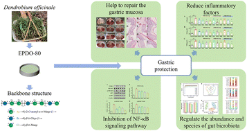 Graphical abstract: Structure characteristics, protective effect and mechanisms of ethanol-fractional polysaccharides from Dendrobium officinale on acute ethanol-induced gastritis