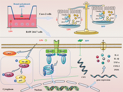 Graphical abstract: Bound polyphenols in insoluble dietary fiber of navel orange peel modulate LPS-induced intestinal-like co-culture inflammation through CSF2-mediated NF-κB/JAK-STAT pathway