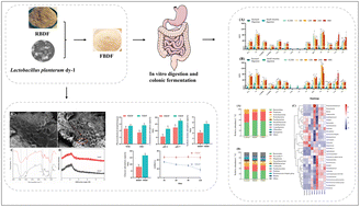 Graphical abstract: Changes in the structural, physicochemical and functional properties and in vitro fecal fermentation characteristics of barley dietary fiber fermented by Lactiplantibacillus plantarum dy-1