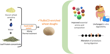 Graphical abstract: In vitro protein digestibility of RuBisCO-enriched wheat dough: a comparative study with pea and gluten proteins