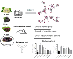 Graphical abstract: Molecular networking-guided investigation of the secondary metabolome of four Morus species and their in vivo neuroprotective potential for the mitigation of Alzheimer's disease