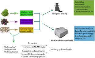 Graphical abstract: Extraction, purification, structural modification, activities and application of polysaccharides from different parts of mulberry