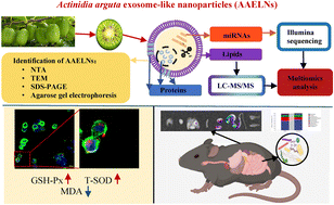 Graphical abstract: Omics-based approaches for discovering active ingredients and regulating gut microbiota of Actinidia arguta exosome-like nanoparticles