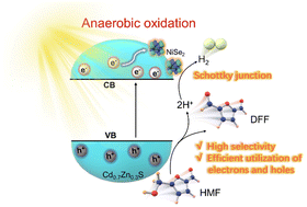 Graphical abstract: Visible-light-driven anaerobic oxidative upgrading of biomass-derived HMF for co-production of DFF and H2 over a 1D Cd0.7Zn0.3S/NiSe2 Schottky junction