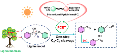 Graphical abstract: Selective cleavage of Cα–Cβ bonds in lignin models using a bifunctional pyridinium photocatalyst via a PCET process
