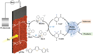 Graphical abstract: Photoelectrochemical NADH regeneration on a polymer semiconductor-based photocathode