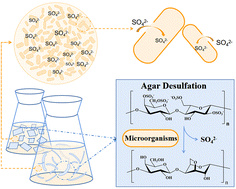 Graphical abstract: Quality improvement of agar through desulfation with microorganisms