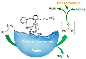 Graphical abstract: Ni(ii)-catalyzed oxidative deamination of benzyl amines with water