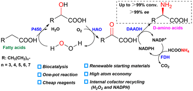 Graphical abstract: Regio- and stereo-selective amination of fatty acids to d-amino acids by a three-step one-pot cascade