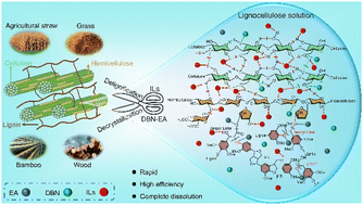 Graphical abstract: Robust ionic liquid/ethanolamine-superbase solvents enable rapid, efficient and mild dissolution of lignocellulosic biomass