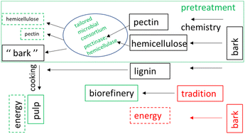 Graphical abstract: Structural features of lignin–hemicellulose–pectin (LHP) orchestrate a tailored enzyme cocktail for potential applications in bark biorefineries