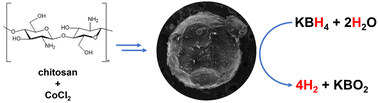 Graphical abstract: From shrimp balls to hydrogen bubbles: borohydride hydrolysis catalysed by flexible cobalt chitosan spheres