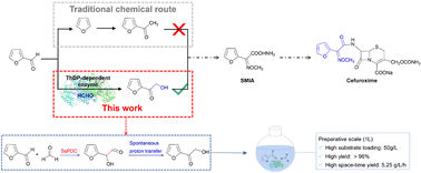 Graphical abstract: Biosynthesis of 2-furylhydroxymethylketone, an intermediate of cefuroxime, from furfural and formaldehyde using a ThDP-dependent enzyme