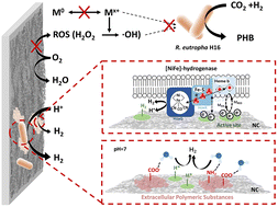 Graphical abstract: Efficient CO2 conversion by biocompatible N-doped carbon nanosheets coupled with Ralstonia eutropha: synergistic interactions between microbial and inorganic catalysts