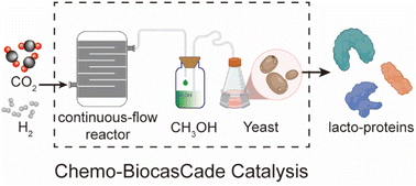 Graphical abstract: Cascaded de novo biosynthesis of lacto-proteins from CO2 by engineered Pichia pastoris