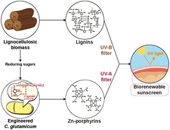 Graphical abstract: Biobased sunscreen fabrication using Zn-porphyrins from engineered Corynebacterium glutamicum