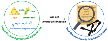 Graphical abstract: Comprehensive itaconic acid-based vitrimers via one-pot inverse vulcanization