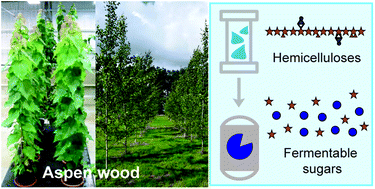 Graphical abstract: Sequential extraction of hemicelluloses by subcritical water improves saccharification of hybrid aspen wood grown in greenhouse and field conditions