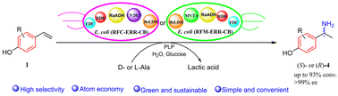 Graphical abstract: Biocatalytic formal regio- and enantioselective Markovnikov hydroamination of aryl alkenes to chiral amines