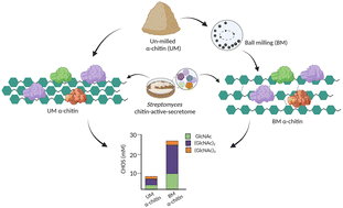 Graphical abstract: Improving the efficiency and sustainability of chitin bioconversion through a combination of Streptomyces chitin-active-secretomes and mechanical-milling