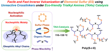 Graphical abstract: Inverse vulcanization of elemental sulfur catalyzed by trialkyl amines