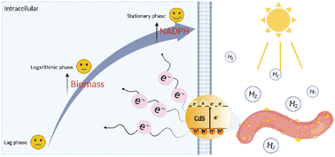 Graphical abstract: Semiconductor augmented hydrogen and polyhydroxybutyrate photosynthesis from Rhodospirillum rubrum and a mechanism study