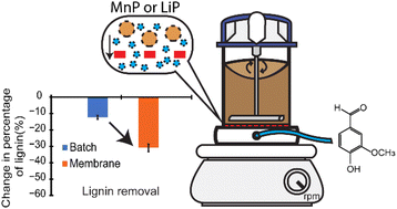 Graphical abstract: Enhanced depolymerization of beech wood lignin and its removal with peroxidases through continuous separation of lignin fragments