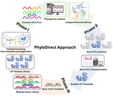 Graphical abstract: A phylogeny-based directed evolution approach to boost the synthetic applications of glycosyltransferases