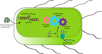 Graphical abstract: Sustainable production of a polysaccharide-based glycoprotein by simultaneous conversion of glucose and glycerol in engineered Escherichia coli