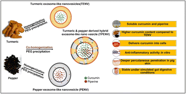 Graphical abstract: An eco-friendly one-pot extraction process for curcumin and its bioenhancer, piperine, from edible plants in exosome-like nanovesicles
