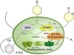 Graphical abstract: Engineered green alga Chlamydomonas reinhardtii as a whole-cell photosynthetic biocatalyst for stepwise photoproduction of H2 and ε-caprolactone