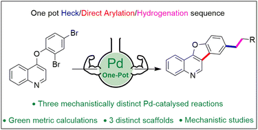 Graphical abstract: A phosphine free, inorganic base free, one-pot tandem Mizoroki–Heck olefination/direct arylation/hydrogenation sequence, to give multicyclic alkylated heteroarenes