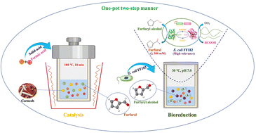 Graphical abstract: Significantly enhanced bioconversion of high titer biomass-derived furfural to furfuryl alcohol by robust endogenous aldehyde reductase in a sustainable way