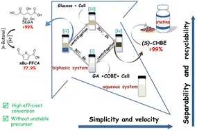 Graphical abstract: Chemo-enzymatic cascades producing 2,5-furandicarboxylic acid precursors viad-gluconate “barbell oxidation” and dehydration