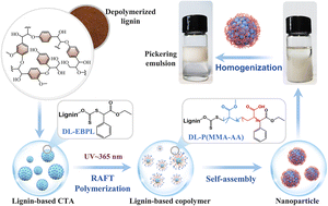 Graphical abstract: Facile design of renewable lignin copolymers by photoinitiated RAFT polymerization as Pickering emulsion stabilizers